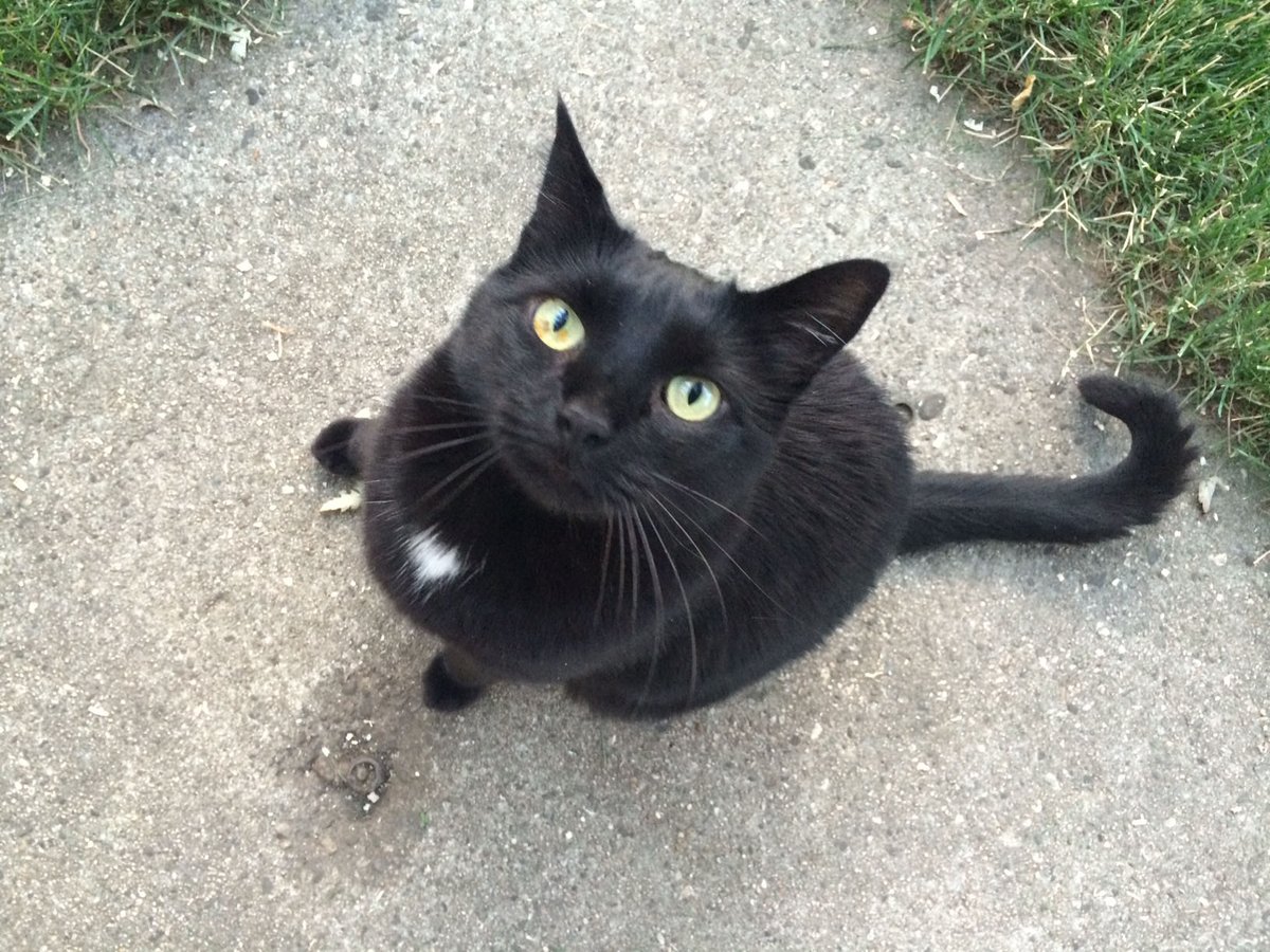 marniannmoore's tweet photo. #Boise, please help me find my beloved Paxton. Missing since late 7/13 or early 7/14. We're on Opal St, cross street is Cassia; we're between Shoshone and Vista. He's an indoor cat, petite (8lbs), all black w/ small white patch on his chest, yellow eyes. #LostCat #LostCatBoise https://t.co/wnFmtQkqkX