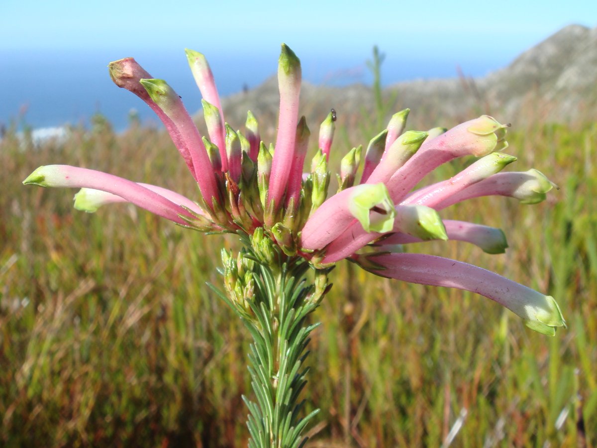 Fernkloof tweet media