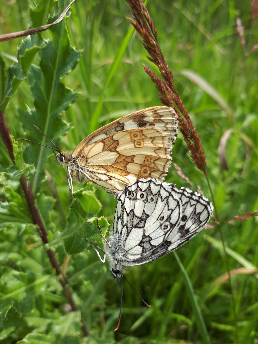 Dr Jenny Coomes tweet media