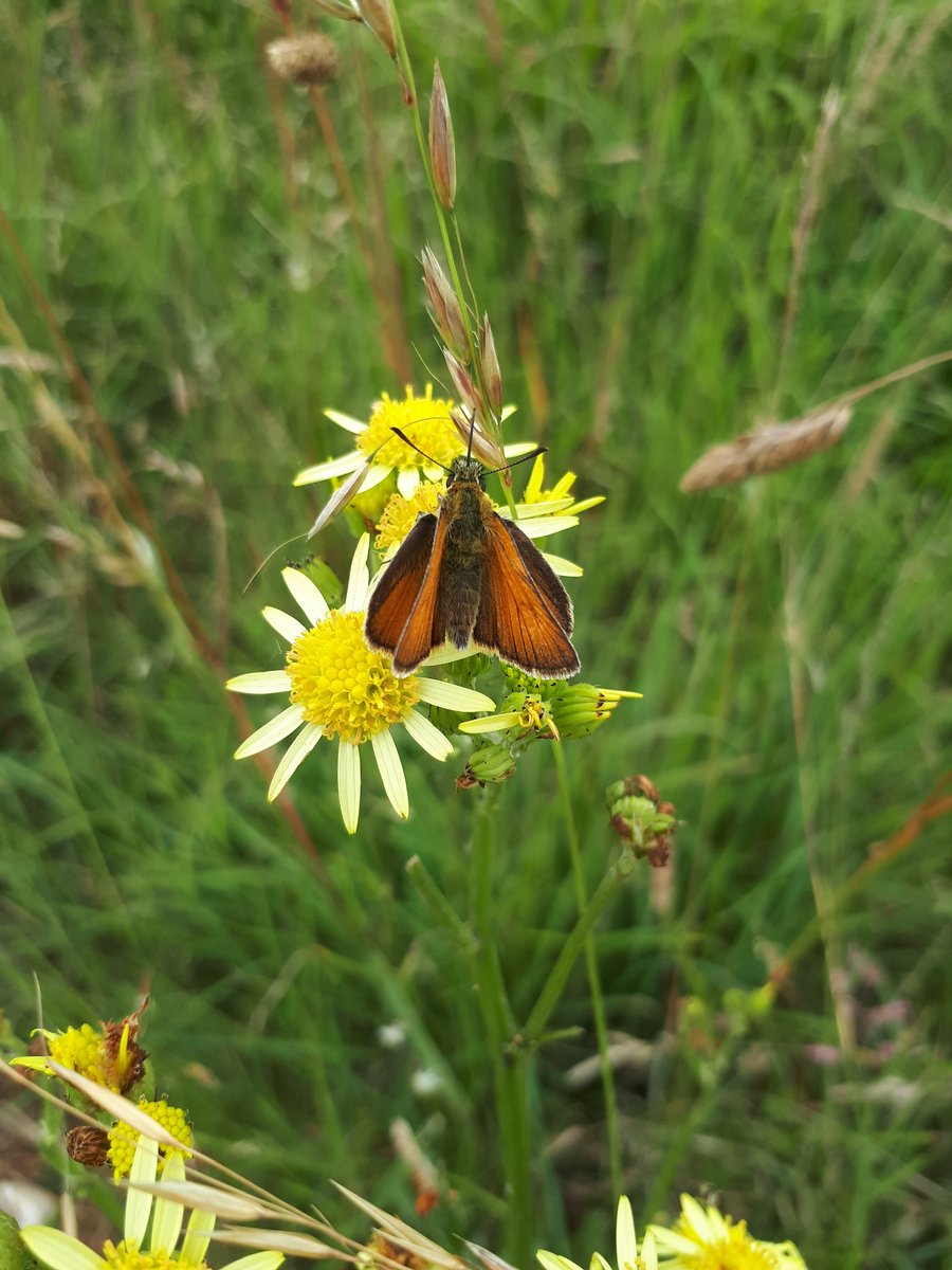 Dr Jenny Coomes tweet media