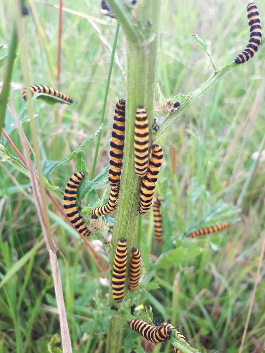 Dr Jenny Coomes tweet media