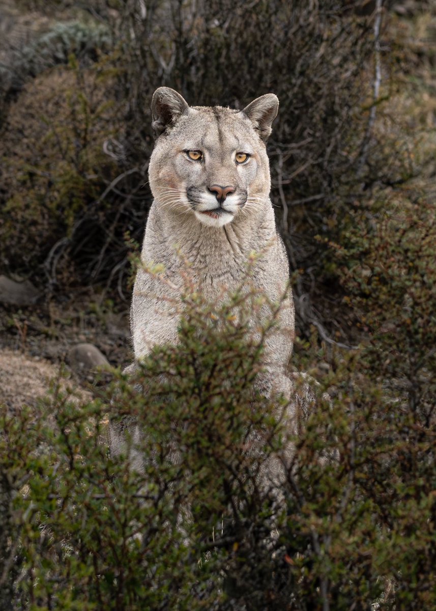 Hola Patagón 🤍

#wildlife #wildlifephotography #NaturePhotograhpy