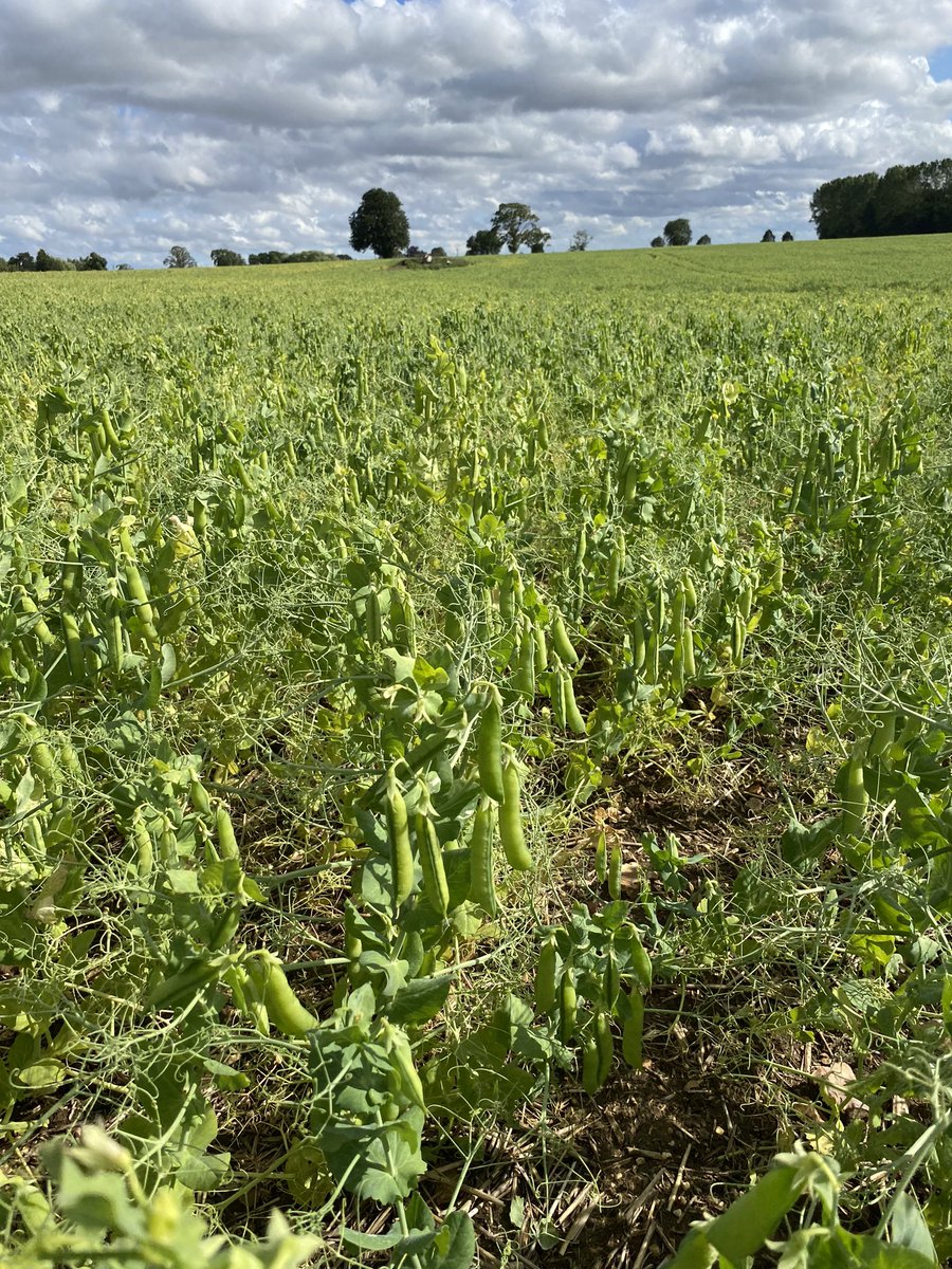 Seedsman1986's tweet photo. One of our new @LSPBLtd #marrowfat peas #Akooma looking well in the @LincsWoldsAONB - a little bit blowy out here today!! #newgenetics #combiningexcellence https://t.co/G9LrBRG0fN