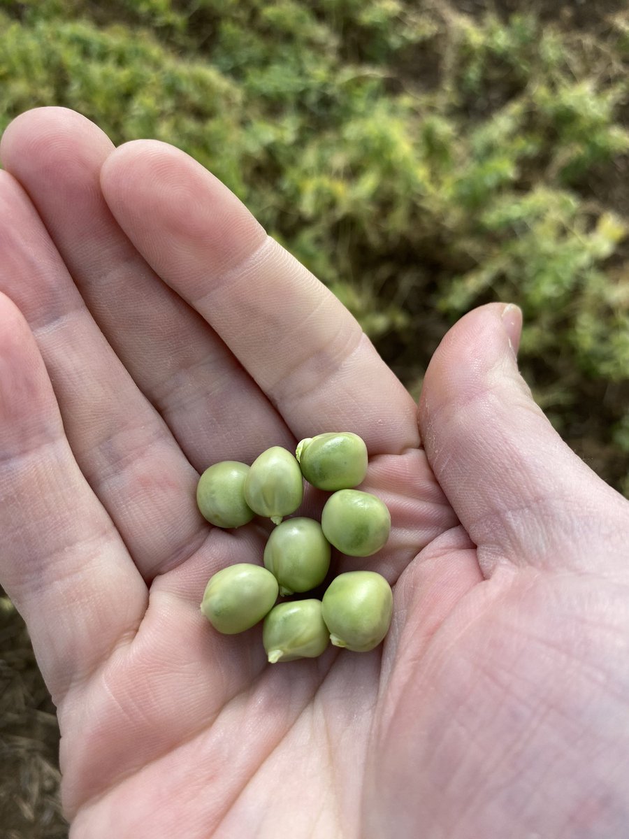 Seedsman1986's tweet photo. One of our new @LSPBLtd #marrowfat peas #Akooma looking well in the @LincsWoldsAONB - a little bit blowy out here today!! #newgenetics #combiningexcellence https://t.co/G9LrBRG0fN