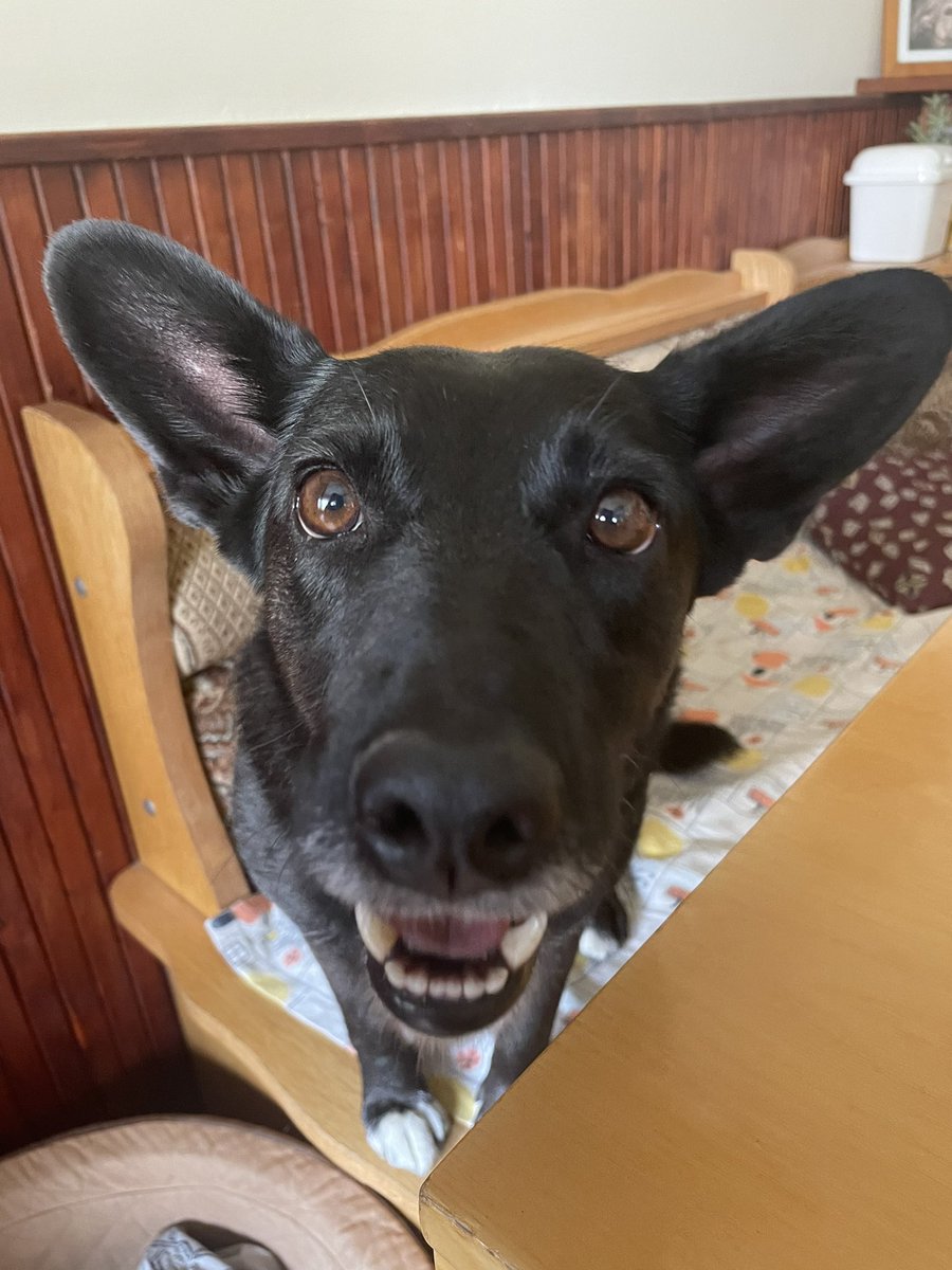lemonadejoe808's tweet photo. Reminder, abyste v tehle vedrech poradne zalivali kytky. doggos jako bonus https://t.co/5P86kC7hE5