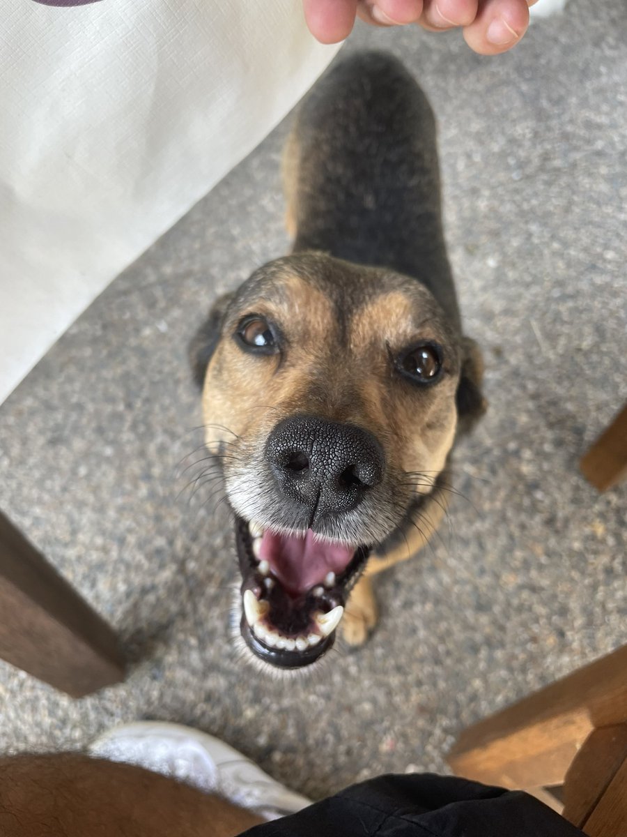 lemonadejoe808's tweet photo. Reminder, abyste v tehle vedrech poradne zalivali kytky. doggos jako bonus https://t.co/5P86kC7hE5