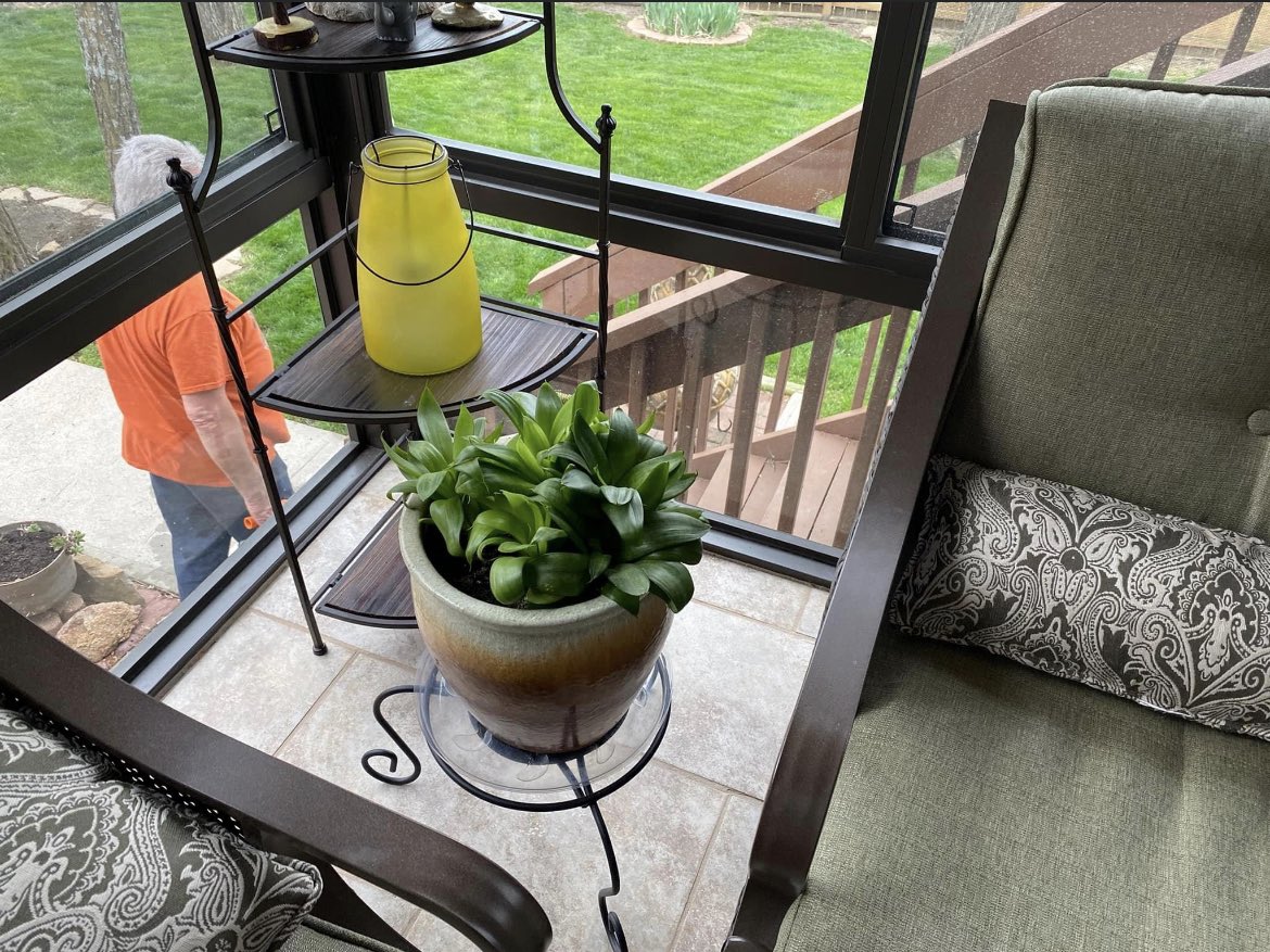 Just got all my indoor plants all moved to the sun room. Had to add dirt and clean them up. Repot some.They look good. Of course I had help from Hunter and Lily.