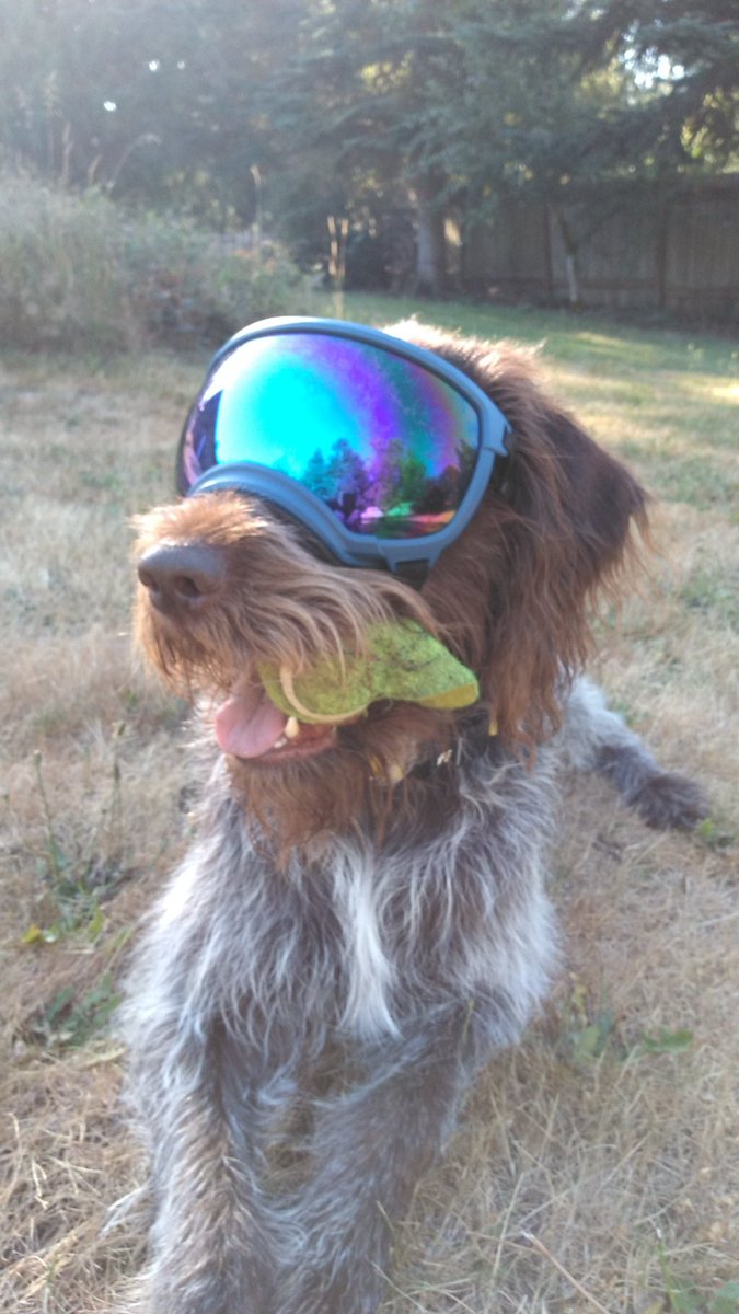 Fuzz is showing off his new goggle lens.  He's so cool 😎