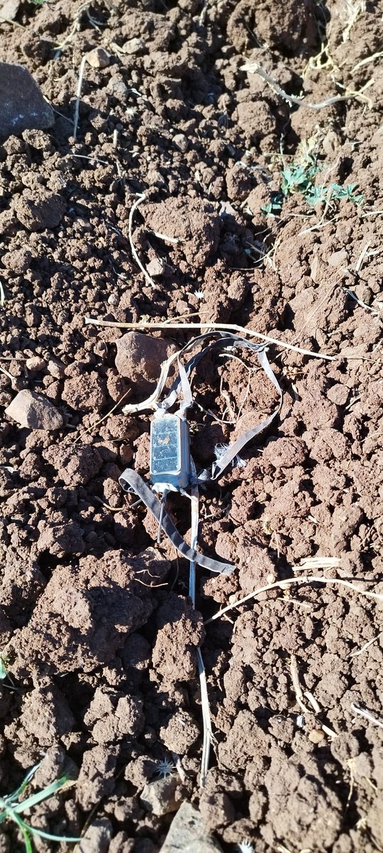 After 4 years of tracking a male #LittleBustard the tag fell off. 

This tag,  that was still working, shows that the harness's weak link, made of cotton thread knots, seems to work and this way prevent it stays on the bird indefinitely!

<a href="/CIBIO_InBIO/">BIOPOLIS-CIBIO</a>