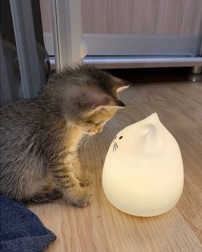 ShouldHaveCat's tweet photo. https://t.co/5oVr3siHP2