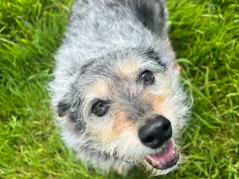 AdoptionsUk's tweet photo. Please retweet to help Mouse find a home #BRIDGEND #WALES #UK

Sweet Terrier aged 8+. She is looking for a quiet home as the only pet, children aged 14+.
Mouse is housetrained.

Please giver her an extra share, older dogs are overlooked 🌟🌟🌟

DETAILS👇
https://t.co/kqCYUD2TLp https://t.co/V6MWsnumIg