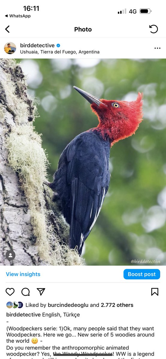 birddetectiveTR's tweet photo. İnsana hediye edilen şapkanın üzerindeki kuşu fotoğraflamış olmanın hazzını yaşamaya kuş dedektifçiliği deniyor. :) Müştak Abi’nin Şili’den alıp getirdiği Macellan Ağaçkakanı’nı 2017’de Arjantin’in en güneyinde fotoğraflamıştım. Neredeyse şapkayla aynı pozda çekmişim. 🤣 https://t.co/2NbsCuO4H5