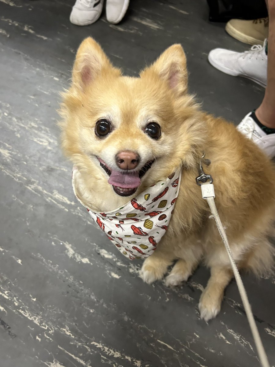The #TTC was chaos today on the Yonge line (st clair station is bananas). If you find this seafood boil scarf, please let us know (it’s our fav one) 😭🫠🐾 #Toronto