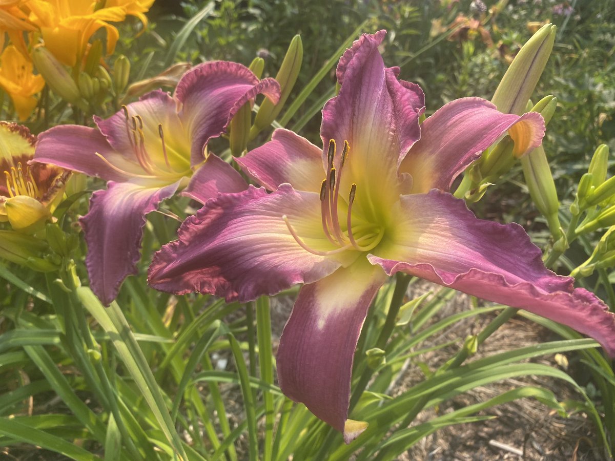 Just an amazing daylily morning!  Pictured: Hold my Breadth and Boy’s Night Out.
#daylily #daylilies #GardeningTwitter #gardenphotography #flowerphotography #flowers