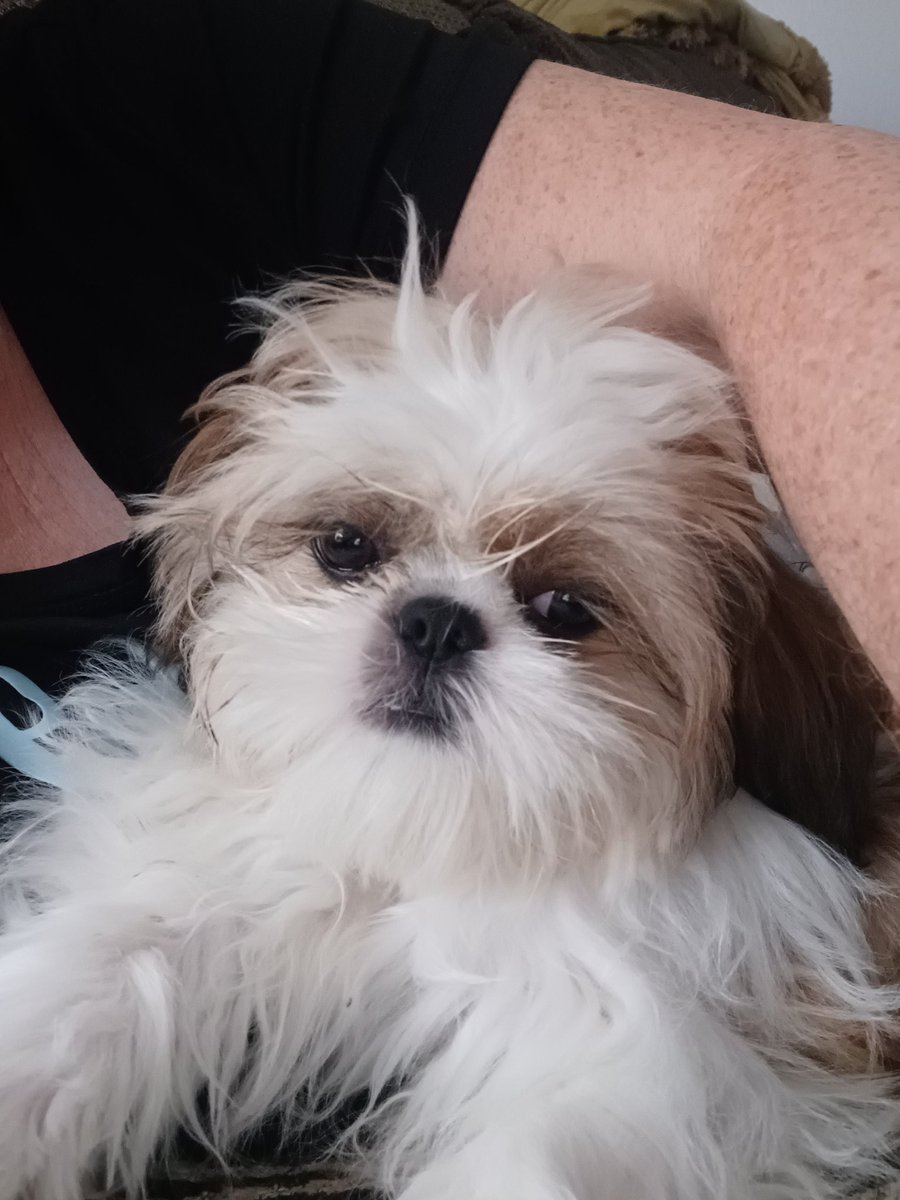 Good afternoon 😊 mommy is teaching me something called poohselfie 🤔 it's named after the founder Lt.Myla Pooh. #ZSHQ #selfie #Dogphotos #dogtwitter #puppy #SaturdayVibes #puppylove #cute #dog #SaturdayMood