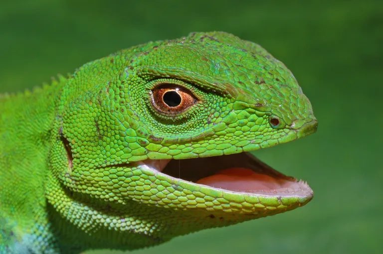 Nossa biodiversidade é linda.