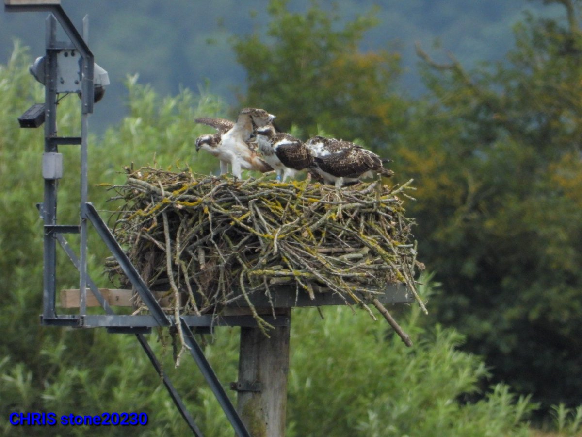 Annual trip to rutland water and see 7 ospreys . It was a little muddy at the birdfair have been in a lot worse tho