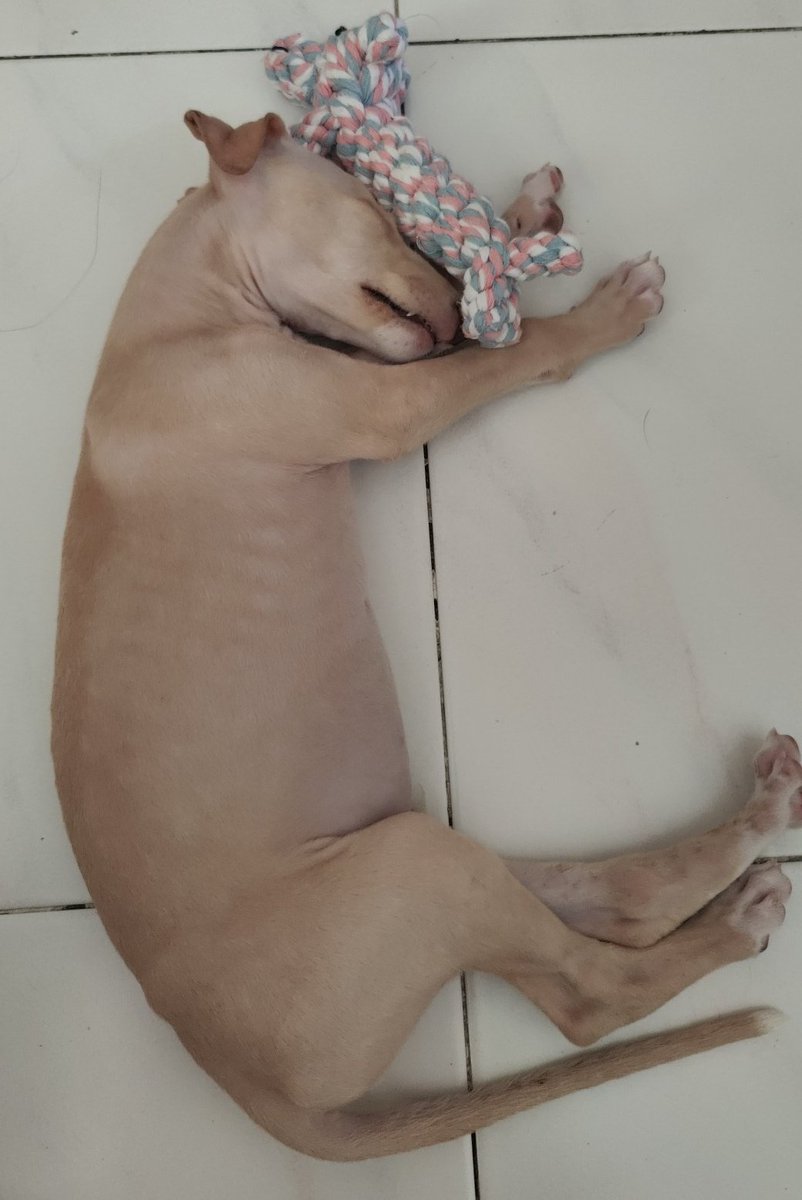 Candedonut's tweet image. Llevabamos mucho esperando este momento, hoy ha sido su primer día en casa y la verdad es que no podiamos estar más contentos de darle la vida que se merece 💖

Bienvenido Haru ✨💜