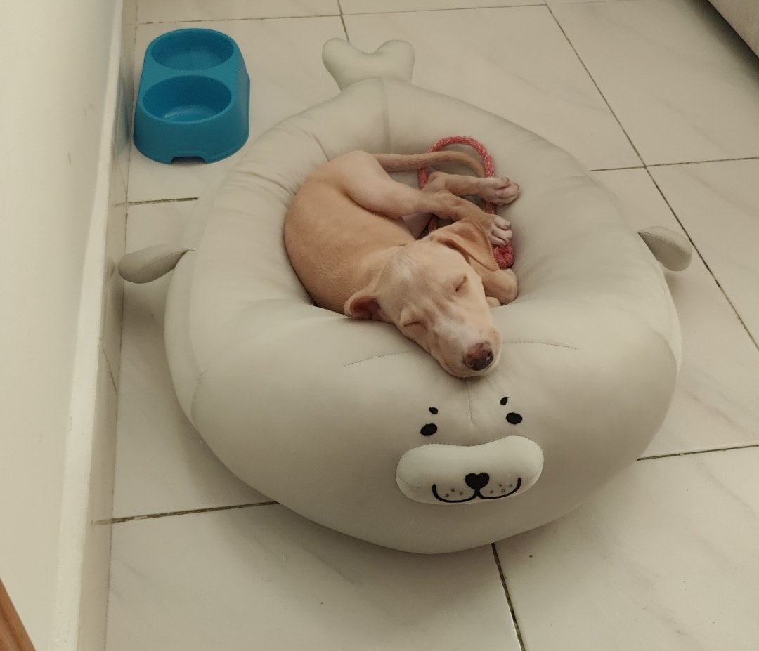 Candedonut's tweet image. Llevabamos mucho esperando este momento, hoy ha sido su primer día en casa y la verdad es que no podiamos estar más contentos de darle la vida que se merece 💖

Bienvenido Haru ✨💜