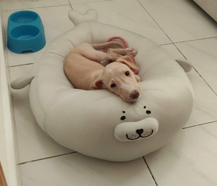 Candedonut's tweet image. Llevabamos mucho esperando este momento, hoy ha sido su primer día en casa y la verdad es que no podiamos estar más contentos de darle la vida que se merece 💖

Bienvenido Haru ✨💜