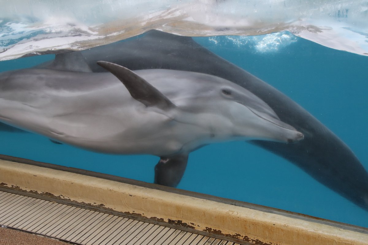 juniti090's tweet photo. 令和5年7月15日。新江ノ島水族館のバンドウイルカ、ミライ。4月21日に3歳になり、より元気に、やんちゃに。
2023年7月15日撮影。
#令和5年 #新江ノ島水族館 #バンドウイルカ #ミライ #EOS7DMK2 #iPhoneXs https://t.co/r33lXX7jlZ