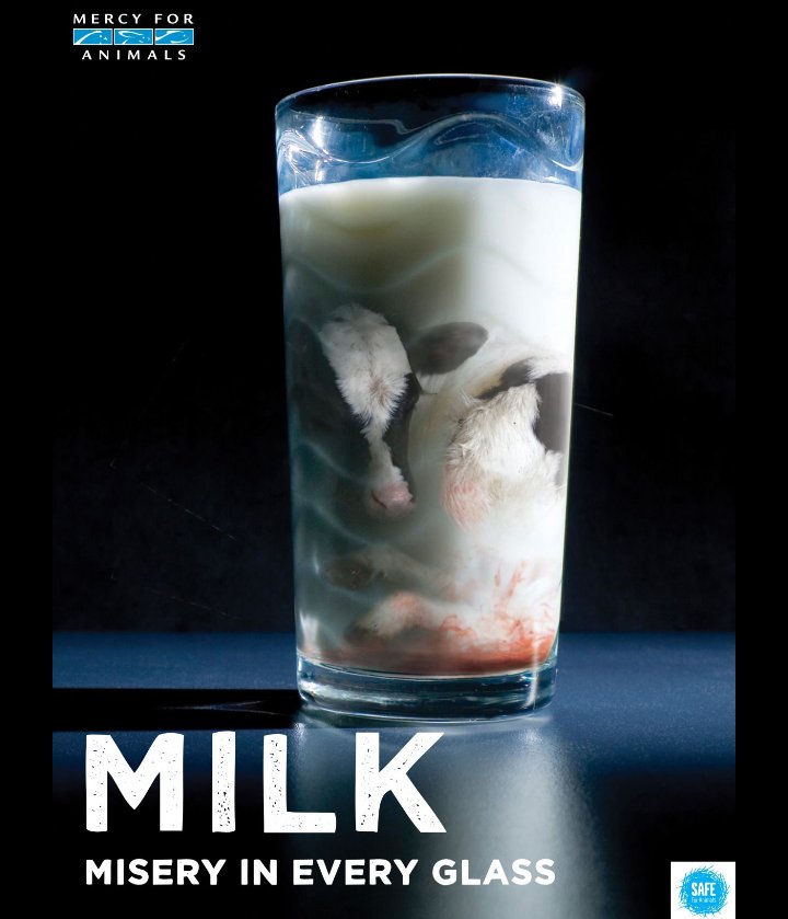 JuanfuckSystem's tweet photo. @dairy_truth #AnimalsMisery https://t.co/ZRPaPgOrGd