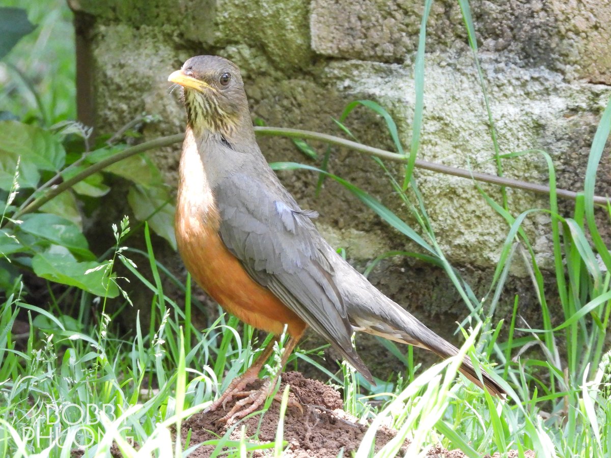 #661 Olive Thrush (Turdus olivaceus) Himeville #KwaZuluNatal #SouthAfrica #Africa #birds #birding #birdwatching #birdphotography #twitternaturecommunity #nature #naturephotography #wildlife #wildlifephotography #birdoftheday