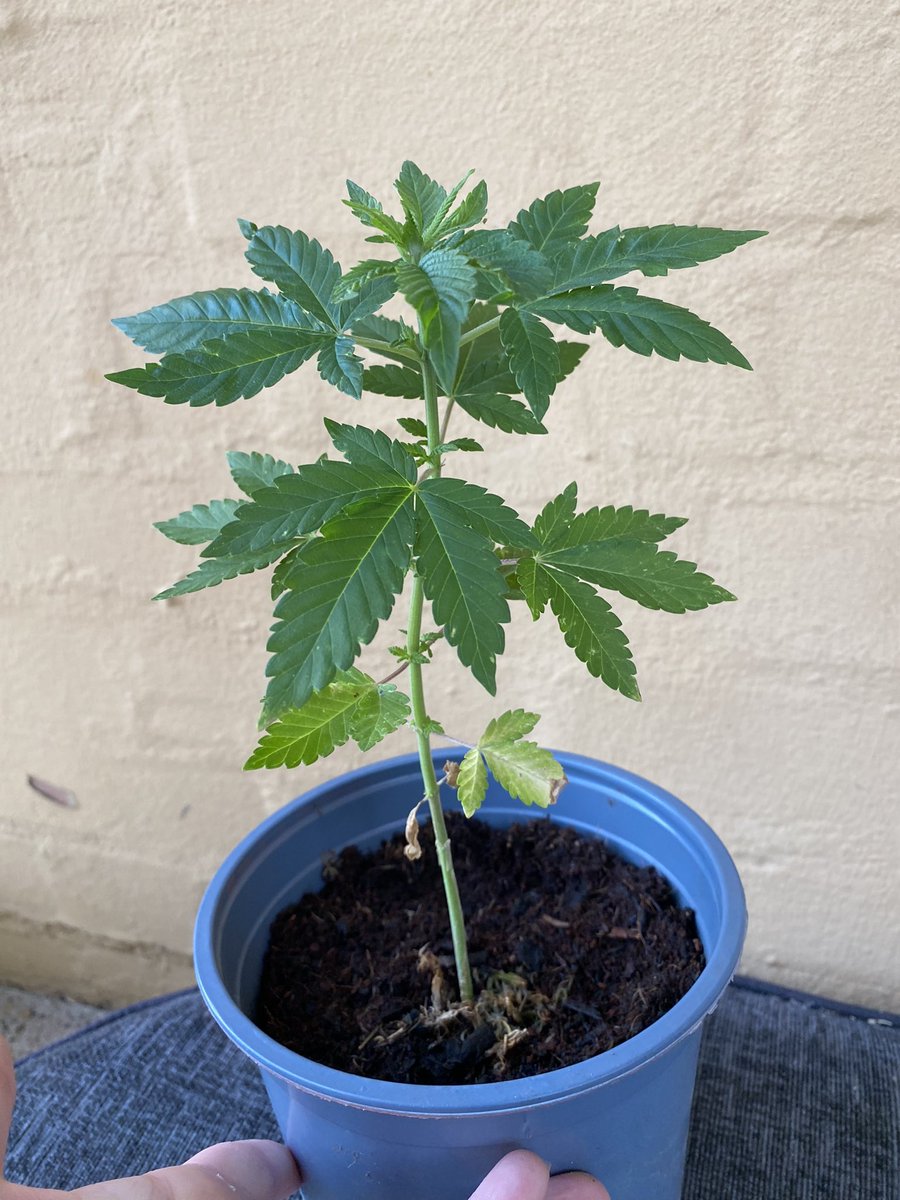 MyceliumMindset's tweet photo. This funky lil plant came from some buds I smoked months ago now! I found a few seeds &amp; this is the one that made it! 🌱I’m rooting for HER so much and shouting FEMALE pronouns at HER everyday so she knows what gender to grow up to be 😌🎉 (probably only acceptable for plants..) https://t.co/KIPhFv3HkF