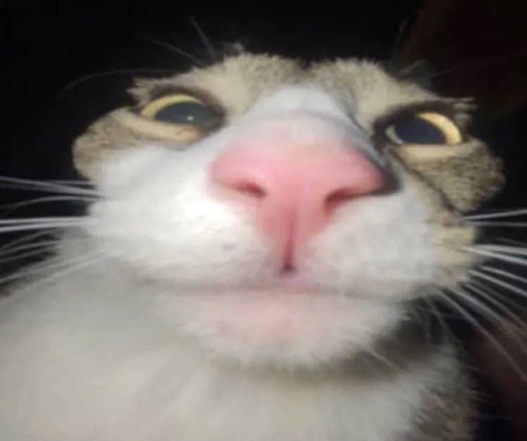 Cryptid Posting tweet media