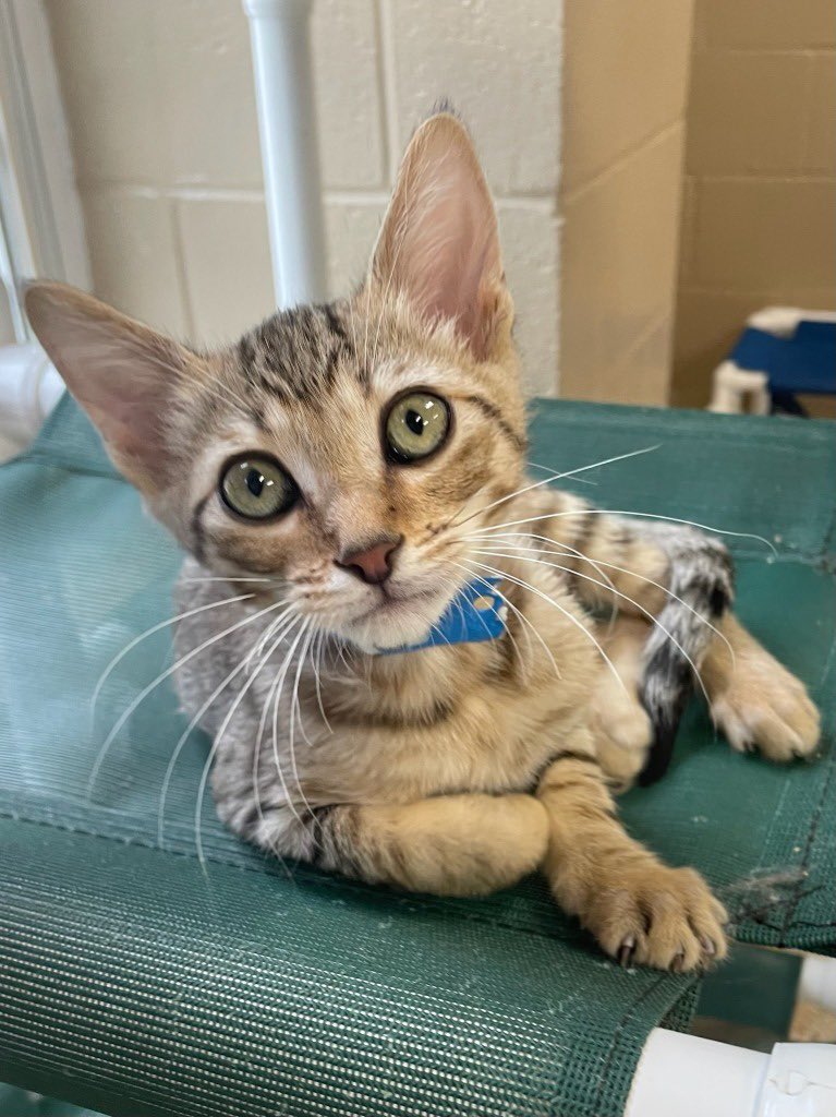 HumaneSocietyPC's tweet photo. Fiz is just one of many pets available to
Adopt for just $50, thanks to @BISSELLPets. 

Come see us this weekend between 11-5. You may also complete your application online and set an appointment by at https://t.co/uC6YdguVnf. https://t.co/LUhqe8sUhw