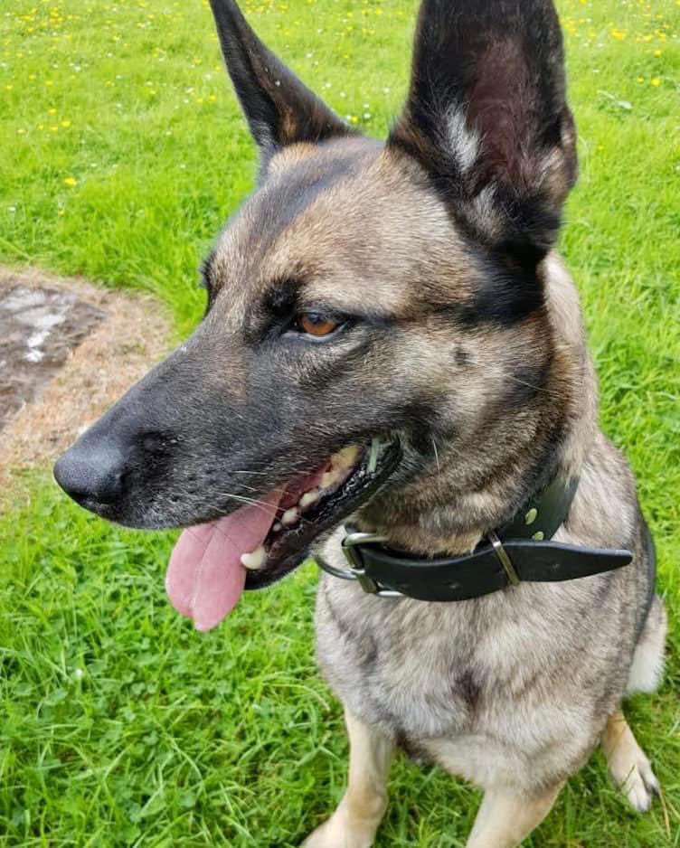 Rehoming opportunity; Could you offer a home to retired Military Working Dog (MWD) Pepsi? 

If interested, please see the post with the full details on our DATR Facebook or Instagram page 🐕

#DATR #Rehoming #Retirement #MilitaryWorkingDog #MWD