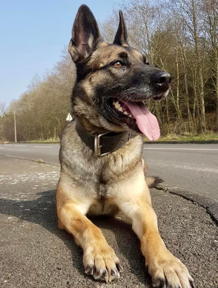 Official_DATR's tweet photo. Rehoming opportunity; Could you offer a home to retired Military Working Dog (MWD) Pepsi? 

If interested, please see the post with the full details on our DATR Facebook or Instagram page 🐕

#DATR #Rehoming #Retirement #MilitaryWorkingDog #MWD https://t.co/nE0kEMY6YB