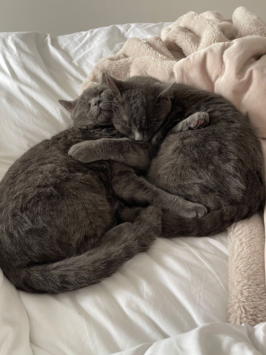 lynnedw2's tweet photo. @petercardwell @TalkTV @DJRCreative We got them from Surrey through a friend. Lenni is mischievous and cheeky. Albi is clumsy, goofy but they are both incredibly loving. They are 1yr and 7 months old. Brothers from the same litter. Lennie is the smallest but the greediest! They are adorable. https://t.co/oIi53VITpb