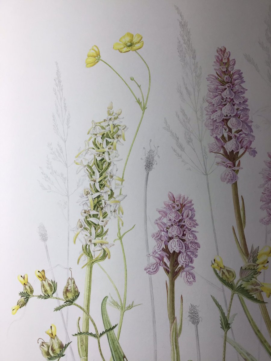 Nearly finished this meadow painting with lesser butterfly orchid and heath spotted hybrids. 
#botanicalart #botanicalillustration #orchids #meadow