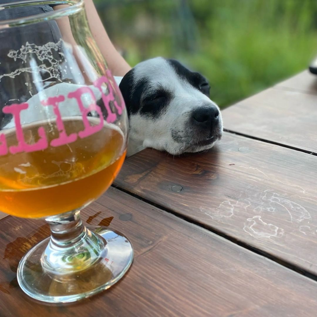 Did you know our patio is friendly to our four legged family members?