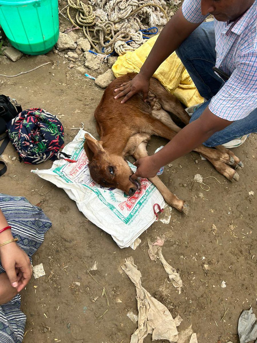 Srishtyjha65503's tweet photo. @UPGovt &amp; @Uppolice has closed their eyes about what's happening in their most developed city #noida because of #YamunaFloods in #DelhiNCR has made extensive lost of animals. Many has been flooded away and @myogioffice can't do nothing even being advocate of saving #cows. https://t.co/xsL6lX8h57