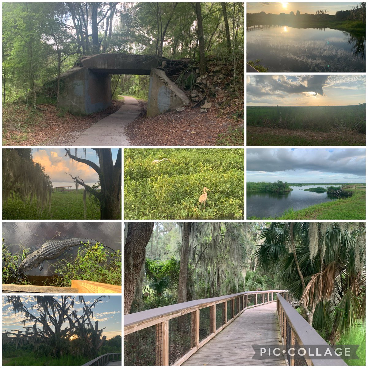STEMagillPSMS's tweet photo. Each afternoon/evening in Gainesville, I took advantage of the State Parks &amp; @FloridaMuseum Butterfly Rainforest.
(Pictured are @PrairiePaynes - LaChua &amp; Bolen Bluff; Devil’s Millhopper Geological State Park). #MustSeeLocations https://t.co/S8TZiiaU5s