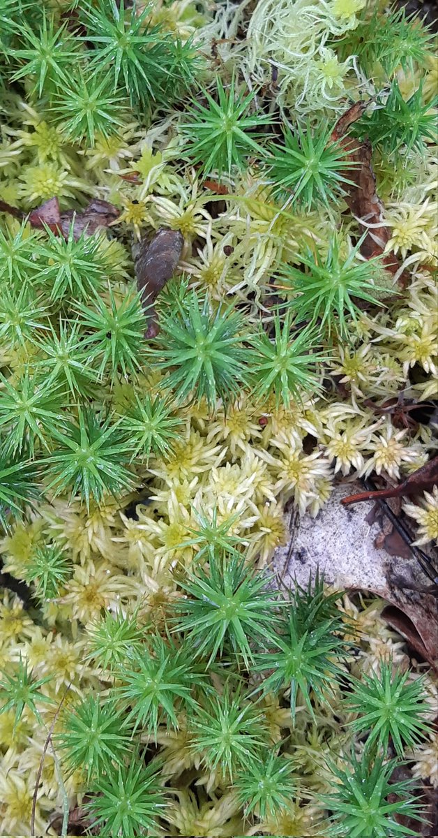 Brian Hedley (@manfrommarton) on Twitter photo Great fun at <a href="/LincsNaturalist/">LNU</a> field meeting to the fantastic wilder <a href="/DoddingtonHall/">Doddington Hall</a> today. Plants incl. Water-purslane, Heath Rush, Tubular Water-dropwort, a Sphagnum moss, Marsh Speedwell, Brown Sedge and Great Burnet. @LoveLincsPlants <a href="/Lincsbirding/">Lincsbirding</a> <a href="/BSBIbotany/">BSBI: Botanical Society of Britain & Ireland</a> <a href="/SirJosephBanks/">Sir Joseph Banks</a> Great fun at <a href="/LincsNaturalist/">LNU</a> field meeting to the fantastic wilder <a href="/DoddingtonHall/">Doddington Hall</a> today. Plants incl. Water-purslane, Heath Rush, Tubular Water-dropwort, a Sphagnum moss, Marsh Speedwell, Brown Sedge and Great Burnet. @LoveLincsPlants <a href="/Lincsbirding/">Lincsbirding</a> <a href="/BSBIbotany/">BSBI: Botanical Society of Britain & Ireland</a> <a href="/SirJosephBanks/">Sir Joseph Banks</a>