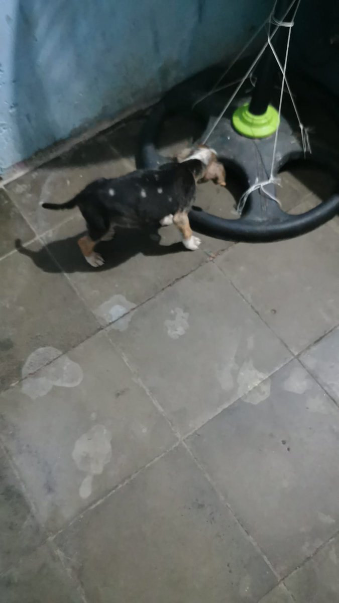ApadrinaColitas's tweet photo. #ServicioSocial
#CasoExterno
Pido ayuda para Este cachorrito lo encontre en la Calle No soy pobre mama soltera No Tengo para darle lo que necesita si me pudieran ayudar con Veterinaria Seria una Gran bendicion Les dejo mi Numero
6823 4619 https://t.co/xc3ZpnN2YW