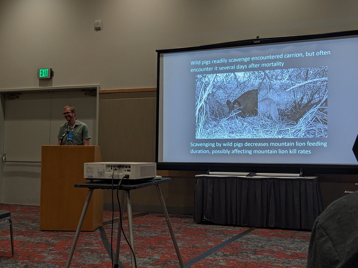 Last day of #ABS2023 Excited to hear the only other pig talk! Wild pigs scavenge sometimes after mountain lions and they eat less when the prey is also a pig (33%) c.f. deer (88%). Interesting case of kleptoparasitism. By Mitchell Parsons.