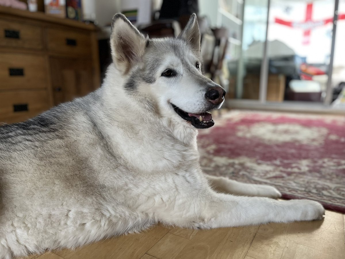 KaminiLaws's tweet photo. @JujuliaGrace My husky boy 😍 https://t.co/eJcn16oeyP