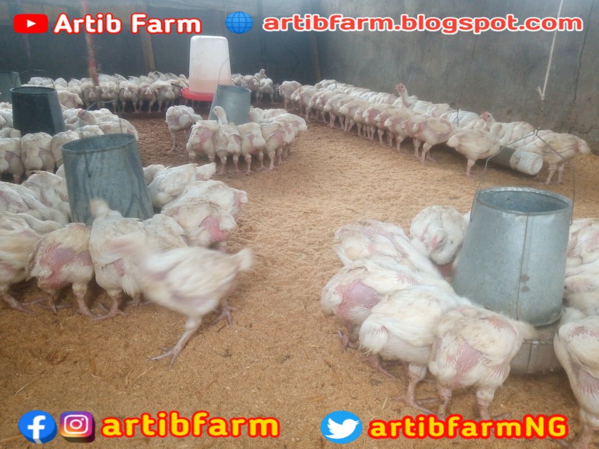 artibfarmNG's tweet photo. New bedding for the babies. It gives them morale to walk and sleep happily, it gives us chance to work freely. No antibiotics can replace good biosecurity.
...we materialize your satisfaction!
π£π₯ππππβ
#artibfarm #PoultryProducts #PoultryFarming #ArtibGraphix #Poultry https://t.co/joczwgVhey
