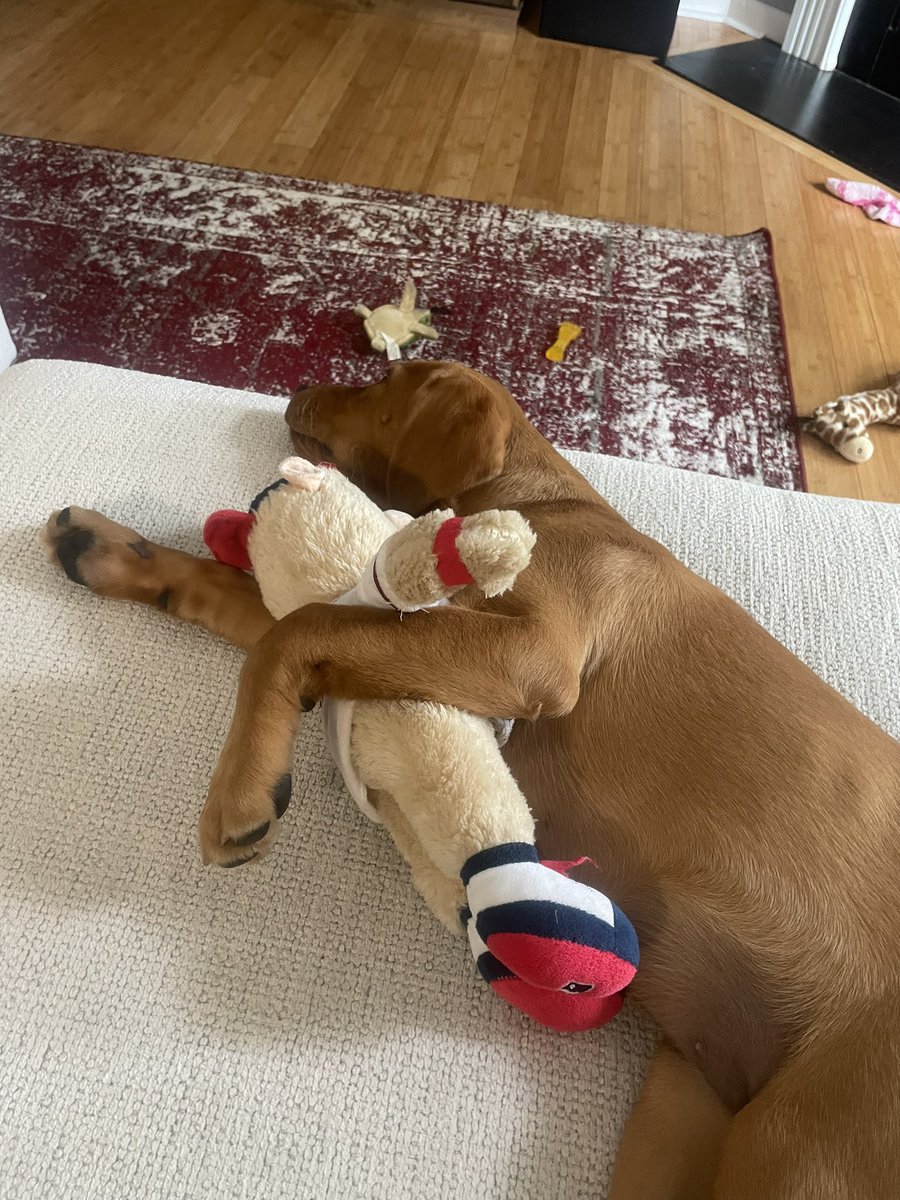 hanwall630's tweet photo. @BlooperBraves my puppy really loves you she’s a cuddler for sure https://t.co/RpbhBhhQ6b