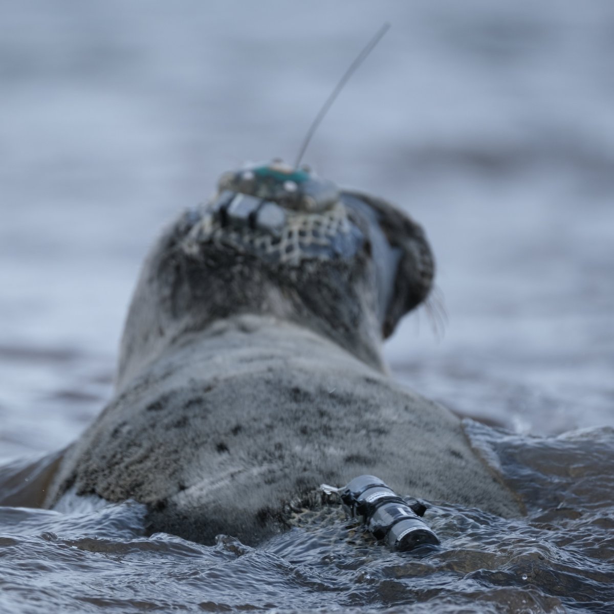 A second successful year of VMT deployments in the Gulf of St. Lawrence to study grey seal – white shark interactions! @DFO_Science @OceanTracking