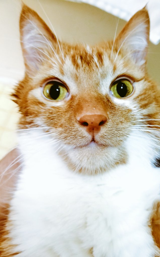 distillion's tweet photo. @ShouldHaveCat https://t.co/ZgROdtX7JM