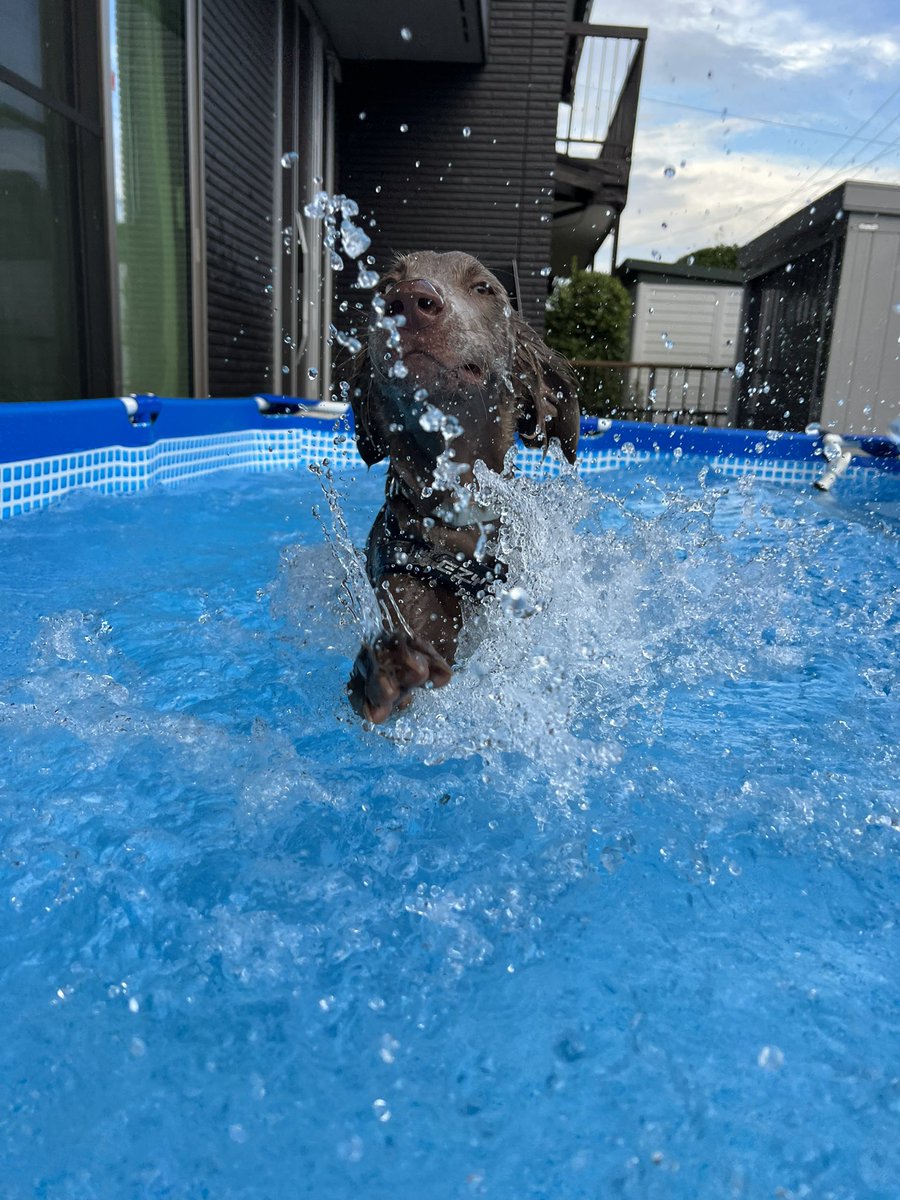 ちっこいプールから、おっきいプールへ！！

#ワイマラナー #いぬのいる暮らし