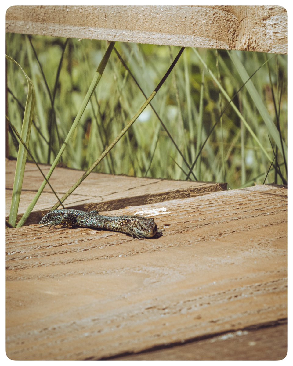Weekend wanderings…
🌦️🙂📷
-
-

📍 Thursley National Nature Reserve
📷 LUMIX TZ80
🗓️ July 2023

#timeoutlondon #picoftheday #travelblogger #travelphotography #surrey #thursleycommon #thursleynaturereserve #lumixtz80 #lumix #lizard #surreyhills