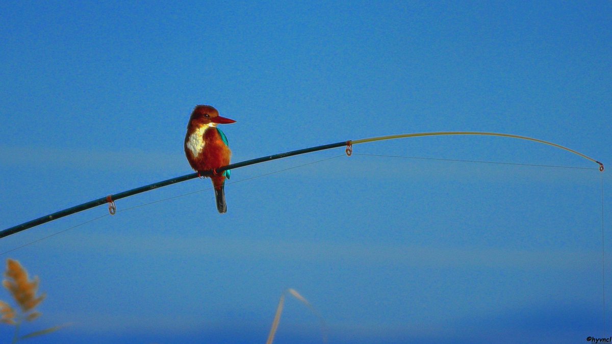 Fotogaleri | İzmir Yalıçapkını

trakus.org/kods_bird/uye/… 

#whitethroatedkingfisher #halcyonsmyrnensis #pajareo #anadolukedisi #hayvanmanzaraları #16x9_birds #ruralecology #BirdsOfTwitter #500pxrtg #ThePhotoHour #pintofotografía #yourshots #photohdr #fotorshot #birdingphotography