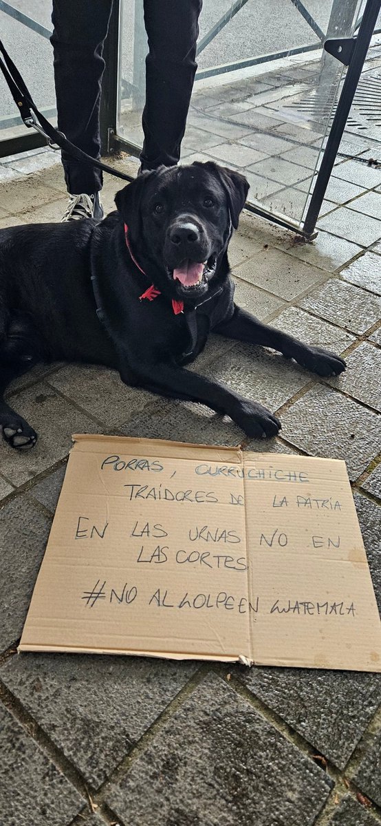 SrFanon's tweet image. EMBAJADA DE GUATEMALA EN BELGICA
 #enlasurnas
#CURRUCHICHE 
#PORRAS
#GuateExigueDemocracia 
#GuateVota2023 
 #Guatemala 
#BELGICA 
#PactoDeCorruptos