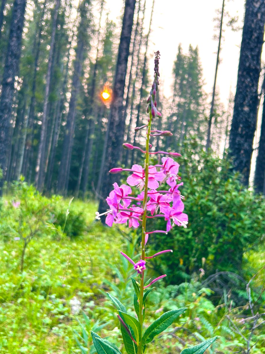 crantina's tweet image. Good morning from #stationflats #Kcountry #Kananaskis